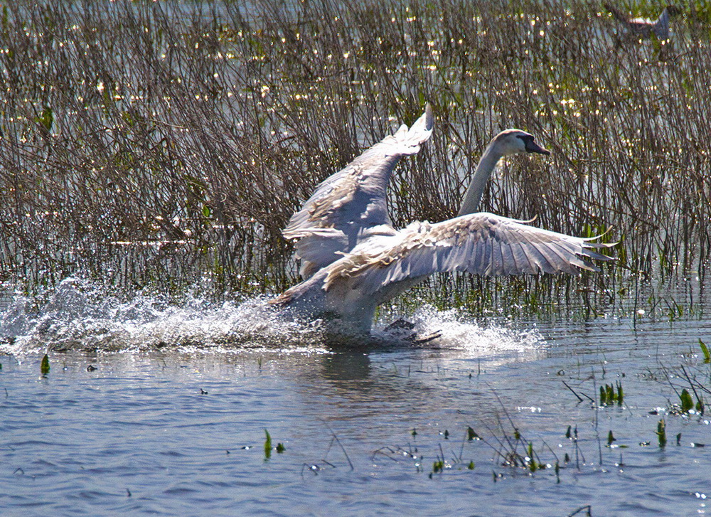 Junger Schwan bei der Landung