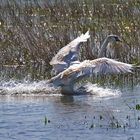 Junger Schwan bei der Landung