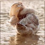 Junger Schwan beim Flügelputzen