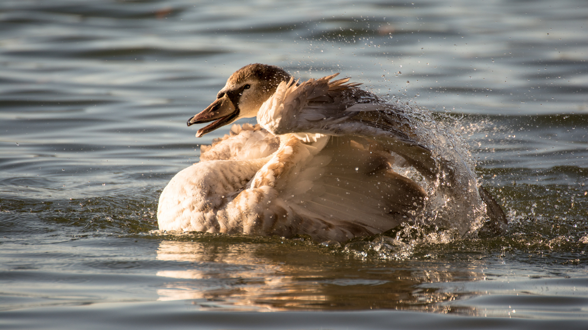 Junger Schwan beim Plantschen