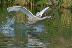 Junger Schwan beim Start.