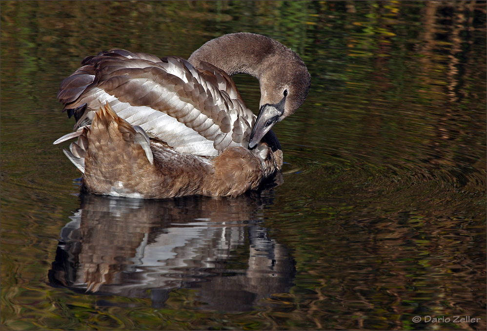 Junger Schwan