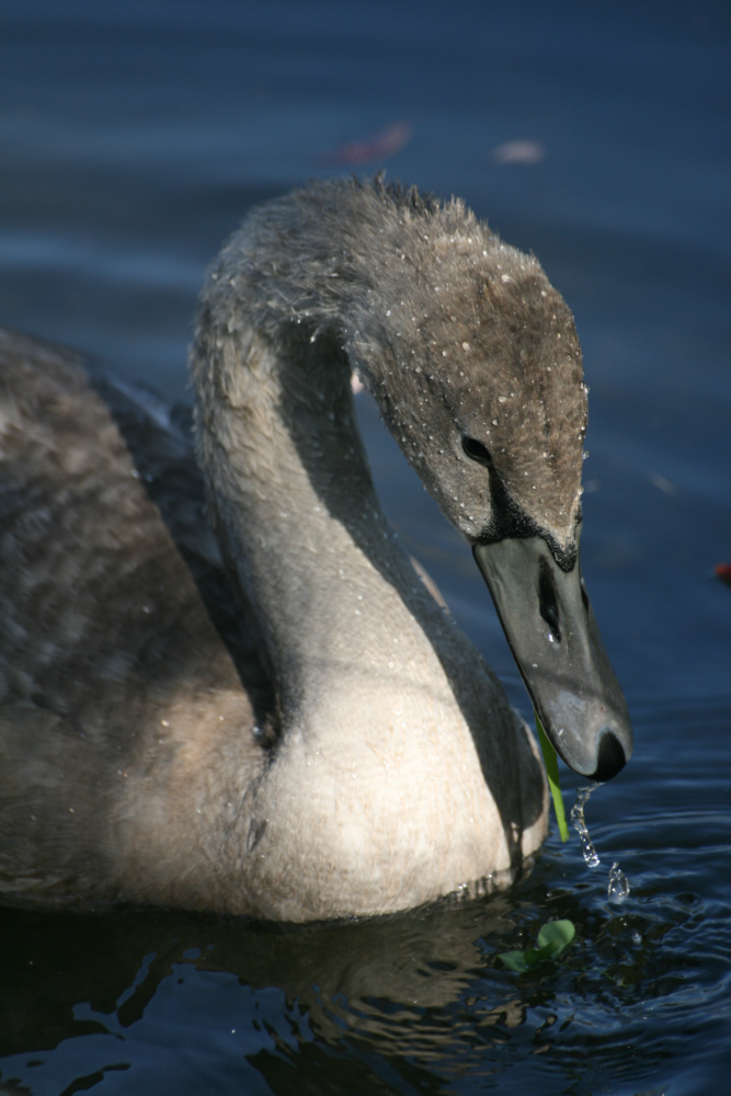 Junger Schwan von Verena Sch. 