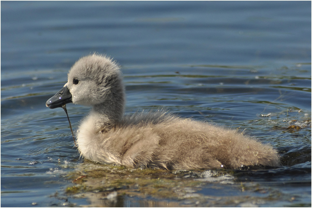 Junger Schwan