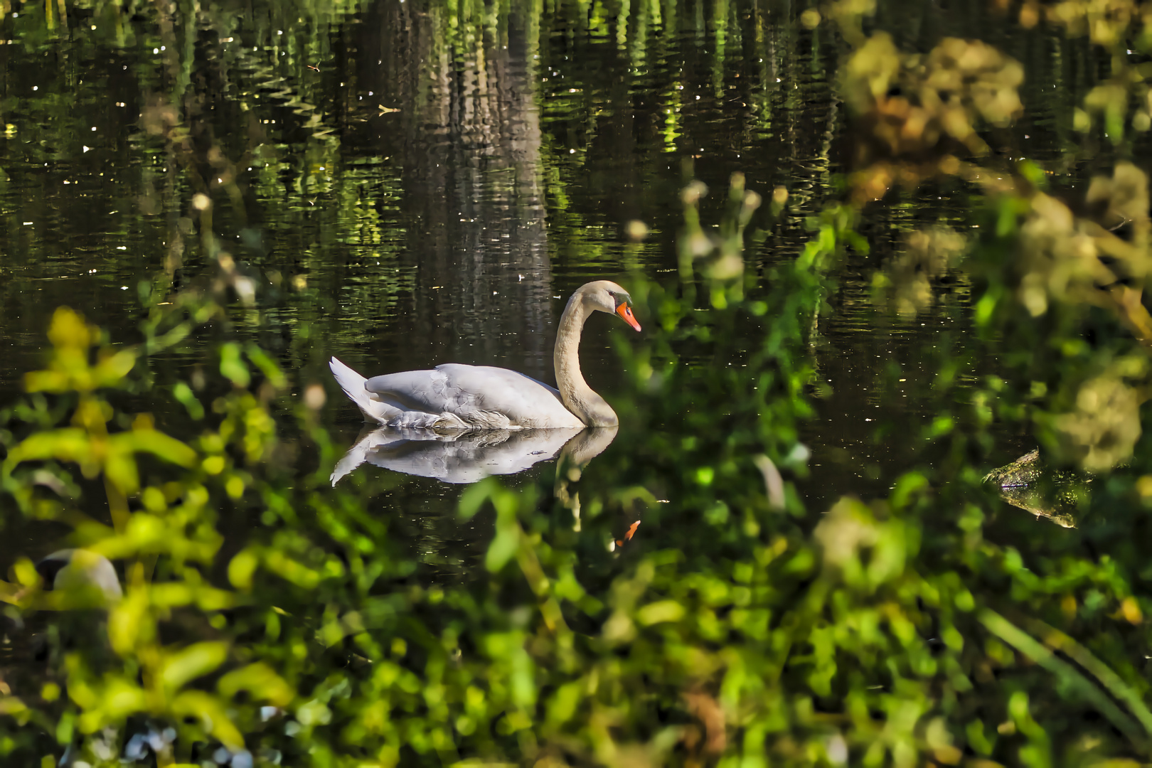 Junger Schwan