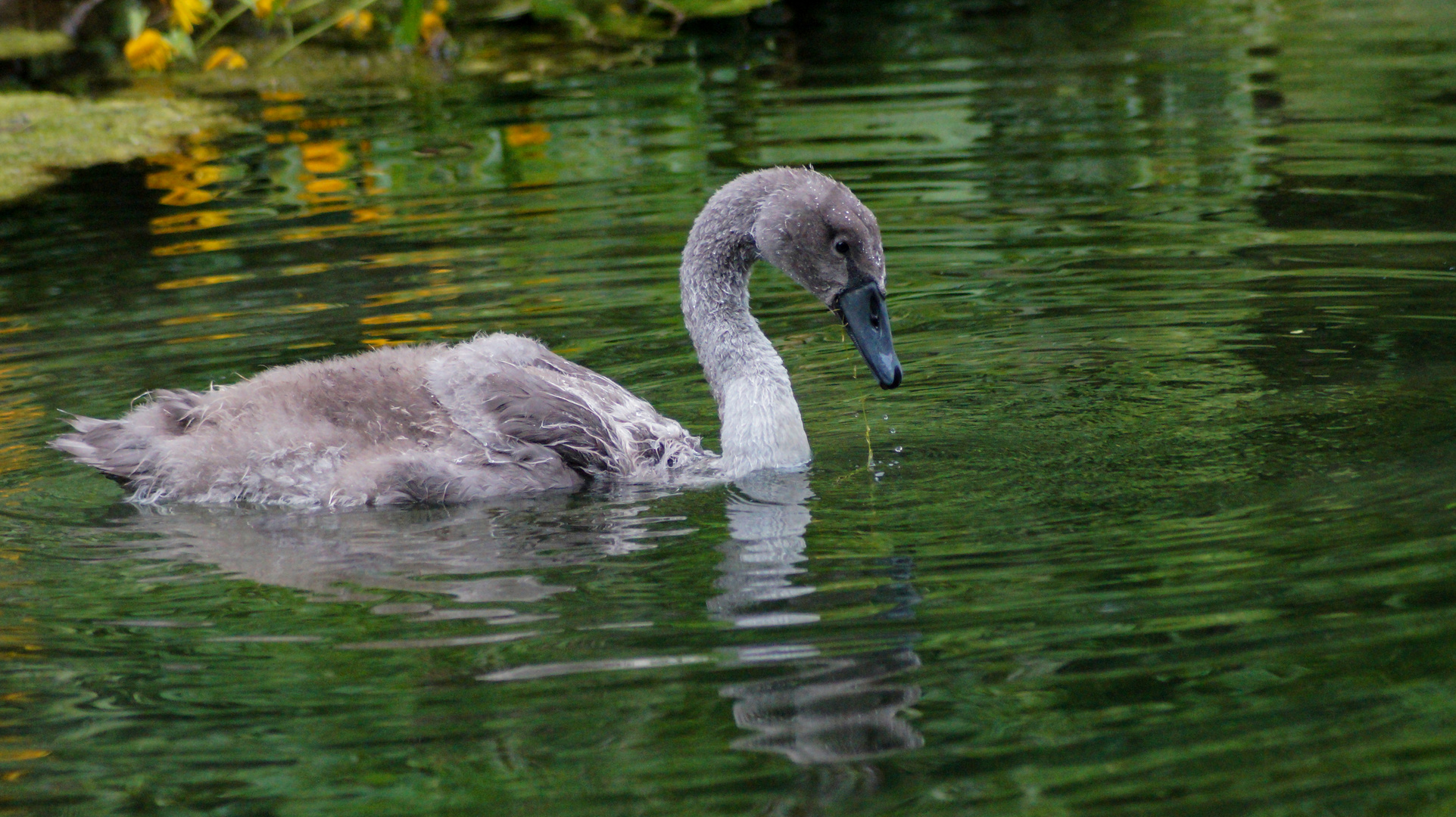 Junger Schwan