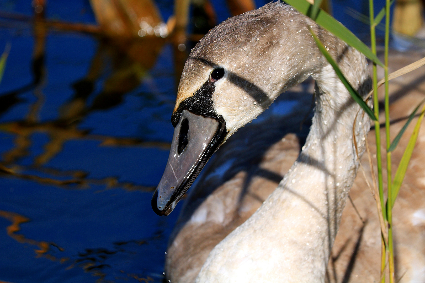 Junger Schwan