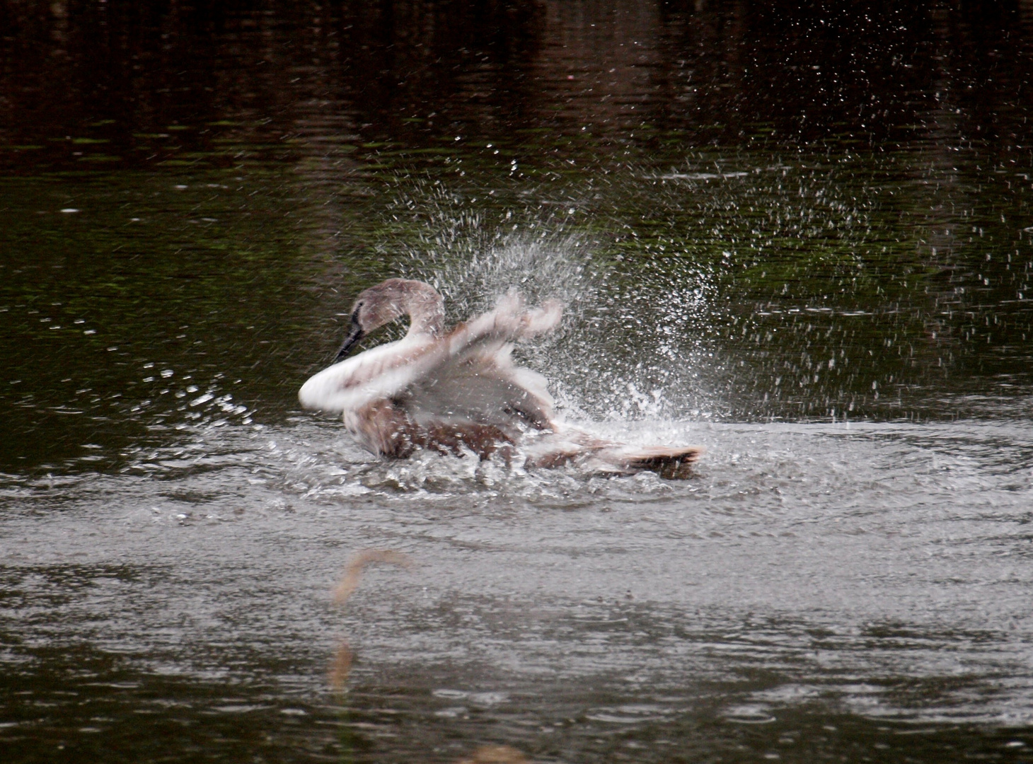 Junger Schwan ganz alleine