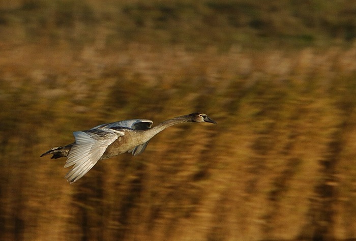 Junger Schwan im Abendlicht...