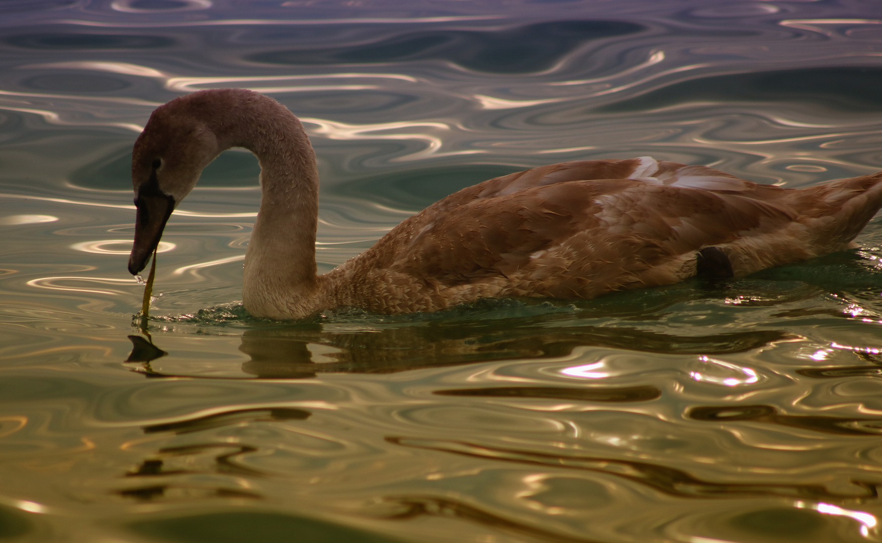 Junger Schwan im Gardasee