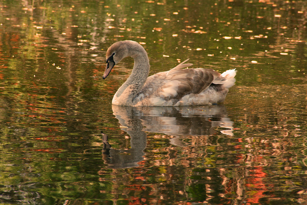 Junger Schwan im Glitzerwasser