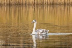 Junger Schwan im goldenen Licht