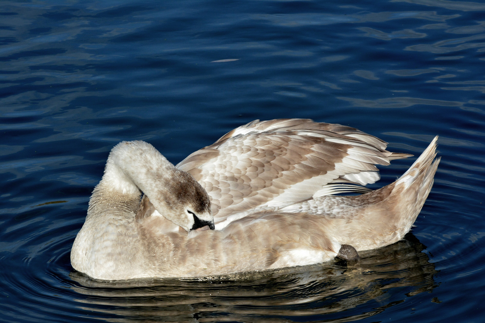 Junger Schwan im Licht