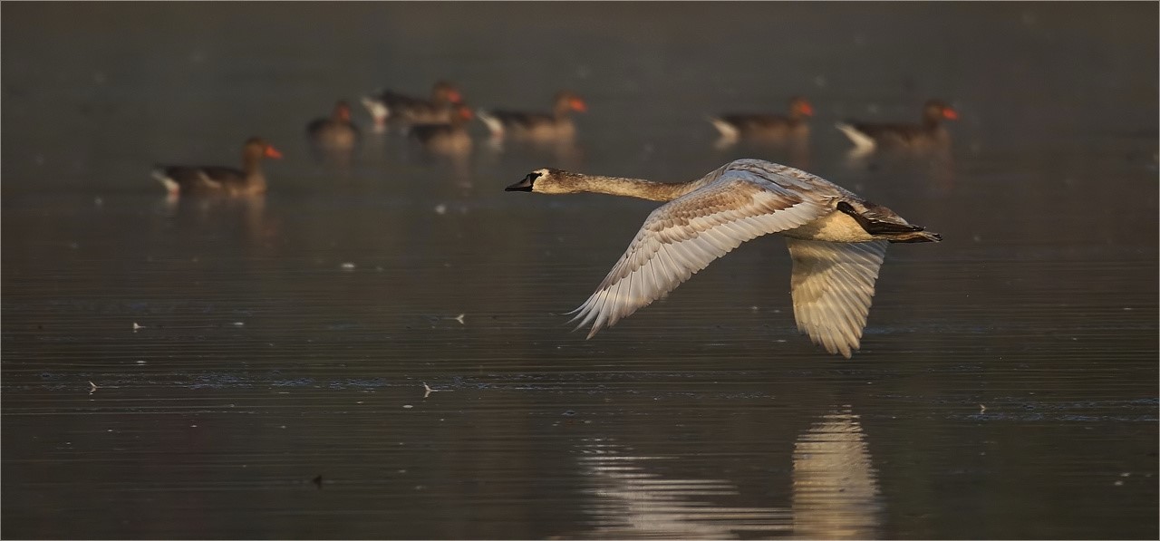 Junger Schwan im Nebel