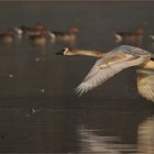 Junger Schwan im Nebel