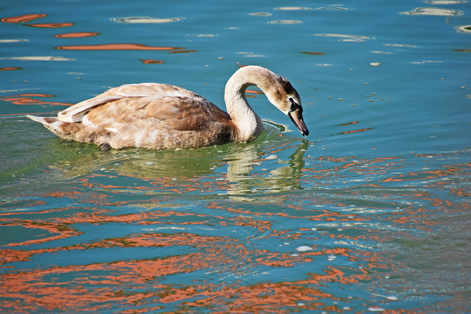 Junger Schwan in der Drau 