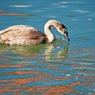 Junger Schwan in der Drau 