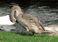 Junger Schwan in der Sonne