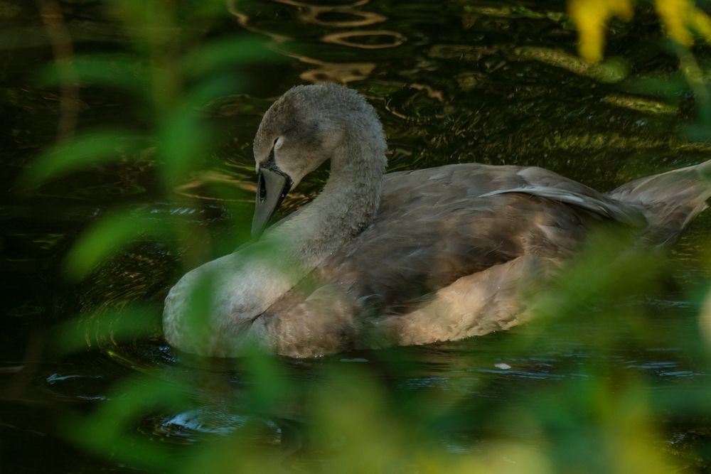 Junger Schwan mit Heiligenschein 