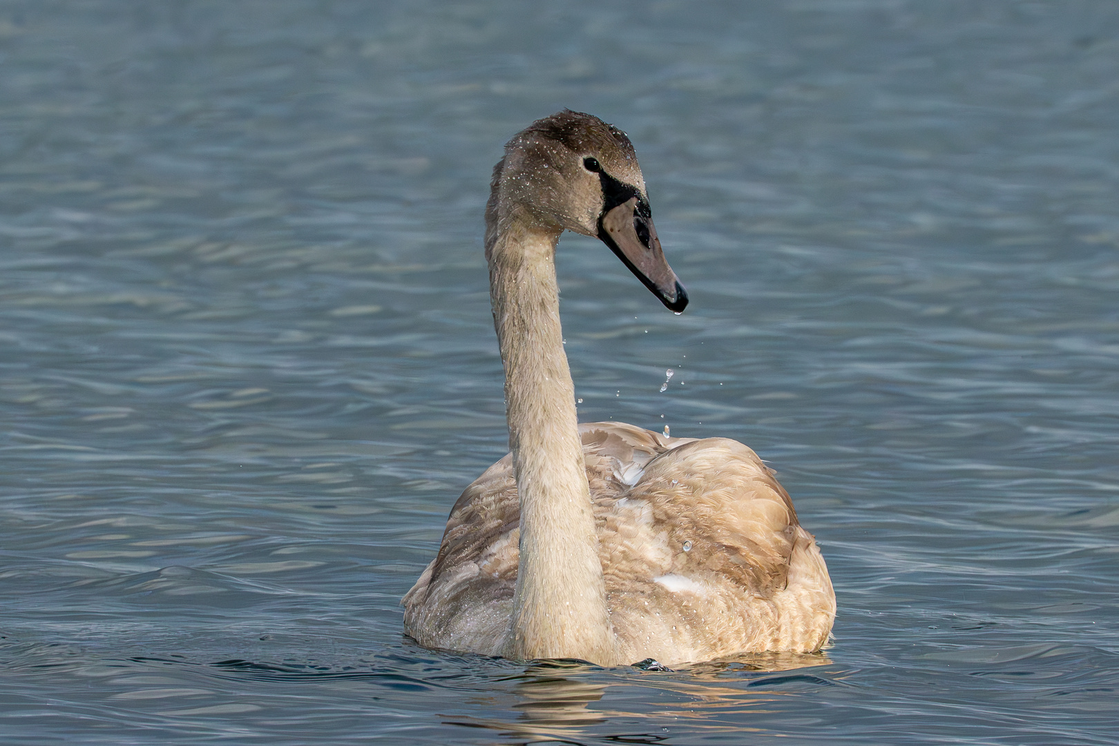 Junger Schwan mit Wassertropfen