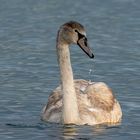 Junger Schwan mit Wassertropfen