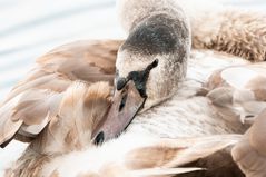 Junger Schwan(Halbstarker) im Lechsee