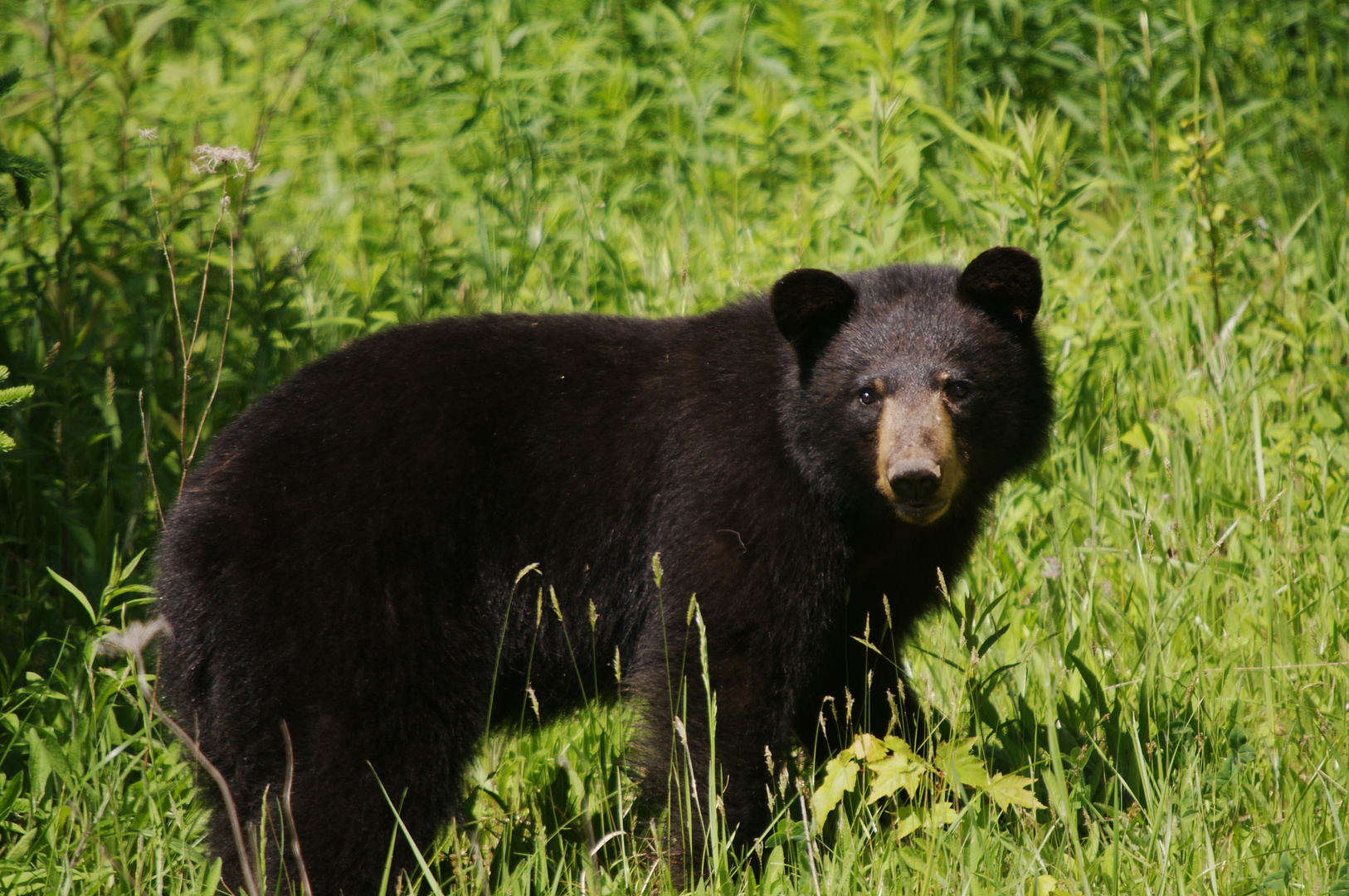 Junger Schwarzbär