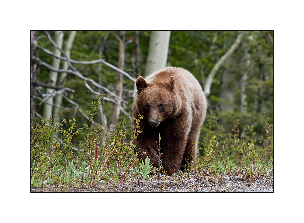 Junger Schwarzbär