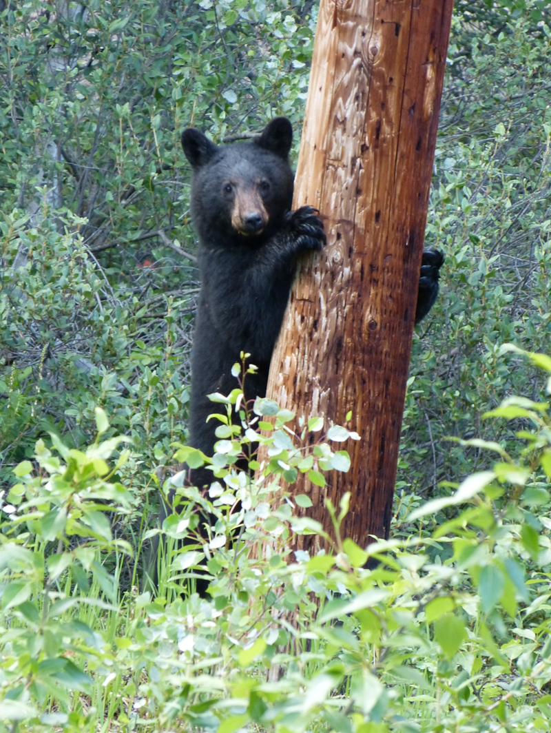 Junger Schwarzbär in den Rockies