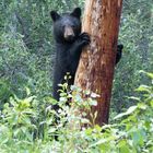 Junger Schwarzbär in den Rockies