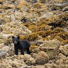 Junger Schwarzbär, Kanada
