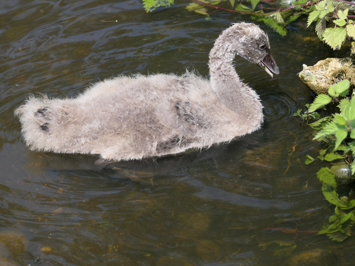 Junger schwarzer Schwan