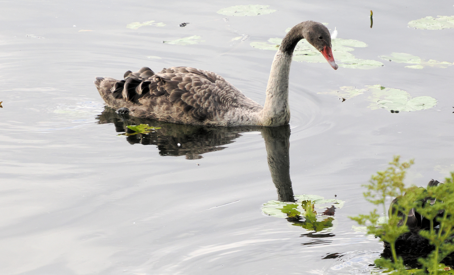 Junger schwarzer Schwan …