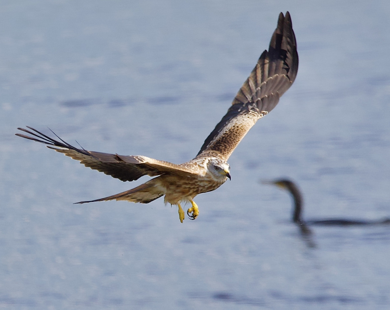 Junger Schwarzmilan geht mit dem Kormoran seinem Hobby nach; fischen!