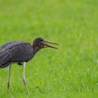 Junger Schwarzstorch bei der Futtersuche 