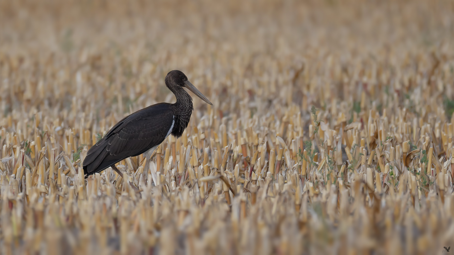 junger Schwarzstorch (Ciconia nigra)...