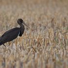 junger Schwarzstorch (Ciconia nigra)...