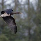 junger Schwarzstorch (Ciconia nigra) im letztem Licht  ...