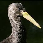 Junger Schwarzstorch im Profil