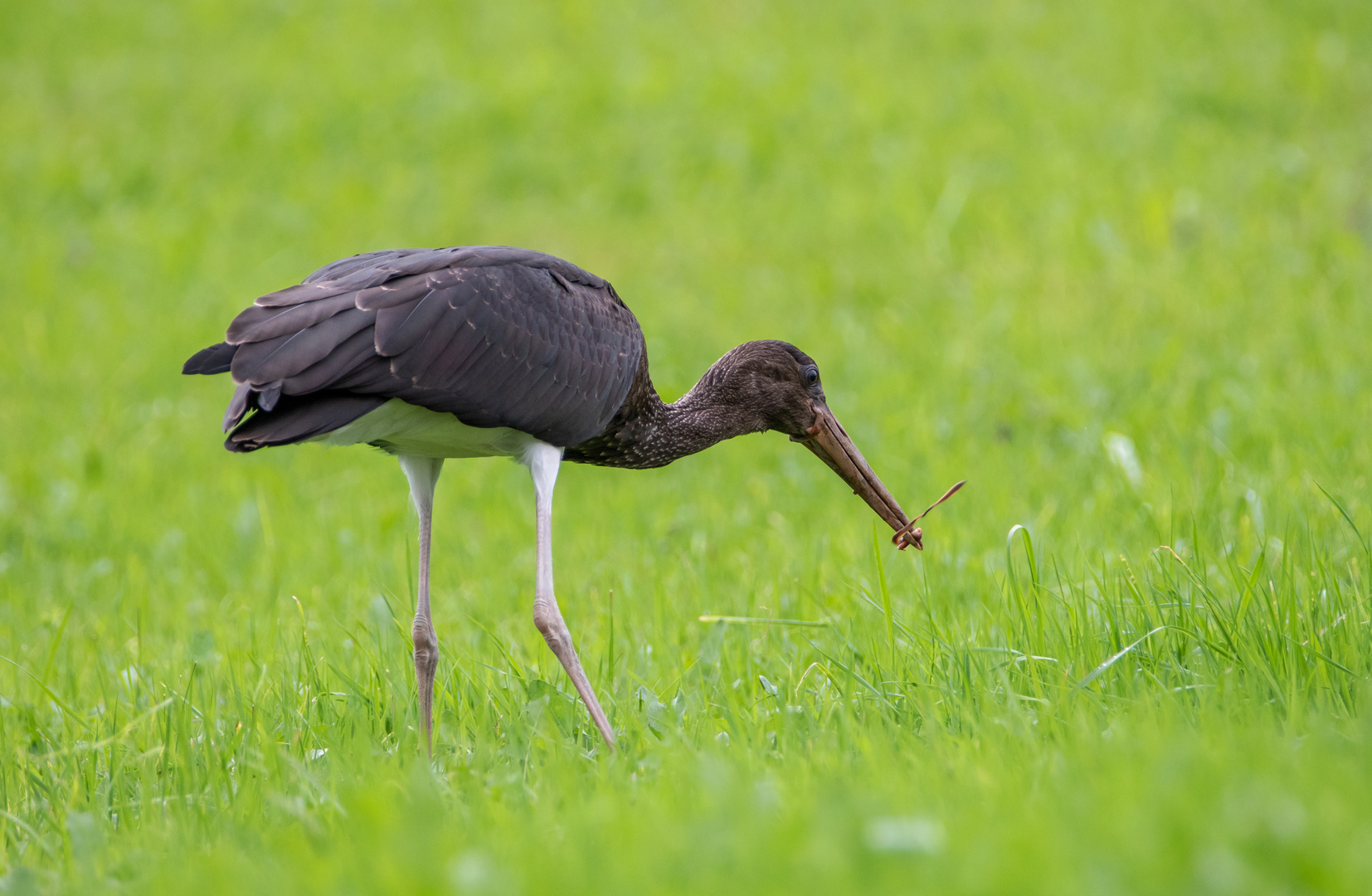 Junger Schwarzstorch mit Regenwurm 