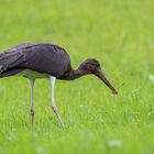 Junger Schwarzstorch mit Regenwurm 