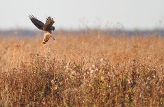 Junger Schwede! eine Kornweihe.