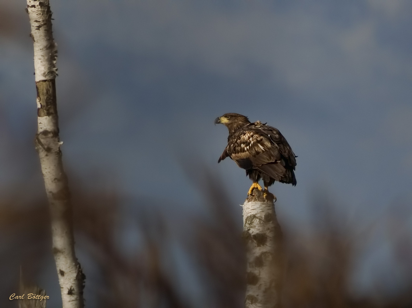 Junger Seeadler