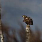 Junger Seeadler