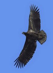 Junger Seeadler