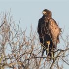 Junger Seeadler