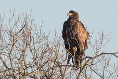 Junger Seeadler