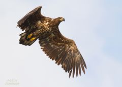 junger Seeadler