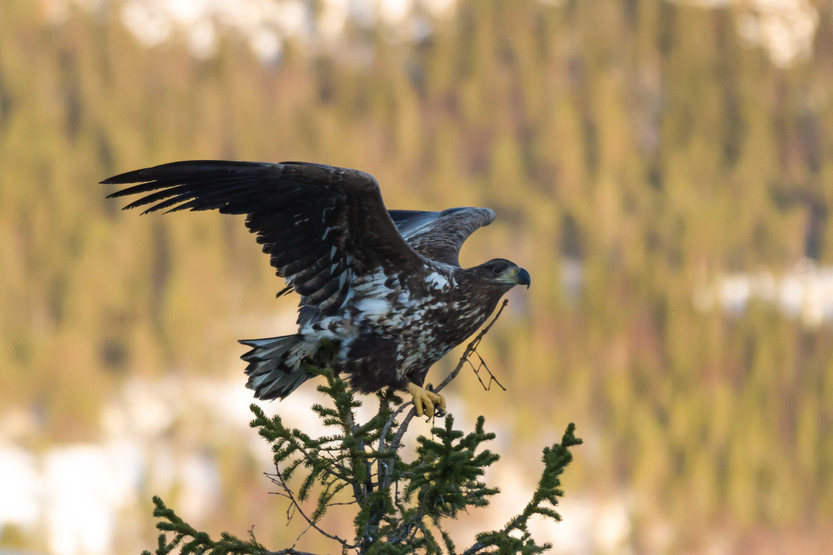 Junger Seeadler 