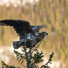 Junger Seeadler 